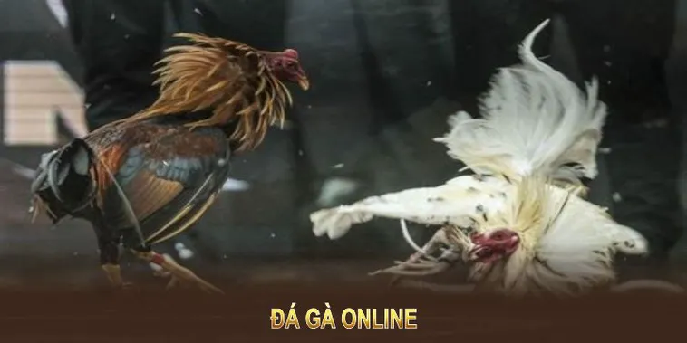 Tuyệt Chiêu Cách Chơi Đá Gà GA28 Tại 88FC Ăn Tiền Thưởng Cực Đã