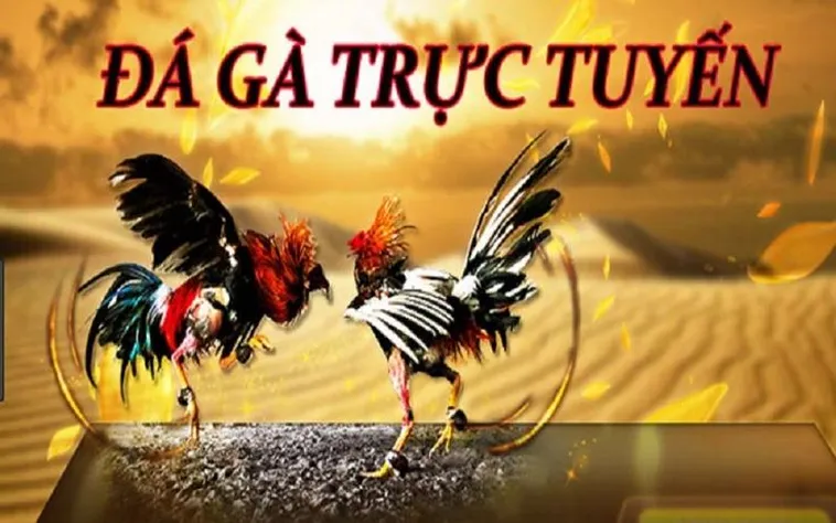 Trải Nghiệm Sảnh Đá Gà 88FC Đẳng Cấp Số Một Châu Á Hiện Nay